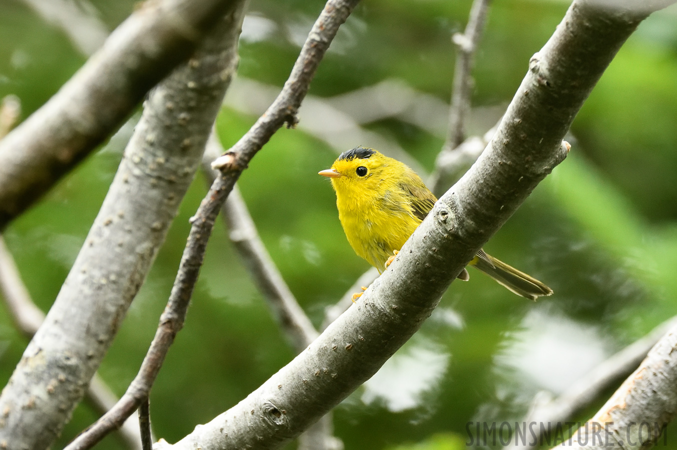 Cardellina pusilla [400 mm, 1/320 Sek. bei f / 7.1, ISO 2000]